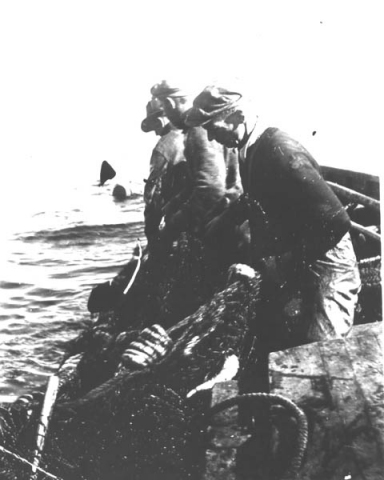 155: Hauling cod trap at 'Stoney', Red Island. Drawing up fish in trap. Tom Dunphy in foreground.  - Tom son of Patrick Dunphy &amp;amp; Anastasia (Fitzgerald) McCarthy